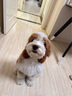皇家狗糧幼犬狗糧幼犬奶糕寵物小型犬MIJ31全價犬糧2-10月8KG 曬單實拍圖
