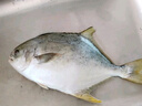 翔泰 海南大規格金鯧魚(yú)550g1條 海魚(yú) 生鮮魚(yú)類(lèi) 火鍋 海鮮水產(chǎn) 中秋 曬單實(shí)拍圖