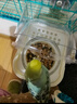 BIRDSTORY鸚鵡外置防濺食盒喂食器谷殼分離虎皮洗澡盆專(zhuān)用洗澡神器用品大全 防濺防撒【可洗澡/喂食】白色 曬單實(shí)拍圖