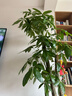 嘆為觀(guān)止大型植物發(fā)財樹(shù)各種大顆盆栽開(kāi)業(yè)喬遷客廳辦公室內好養大型花卉 三桿發(fā)財樹(shù)【1.6-1.8米】 含盆 曬單實(shí)拍圖