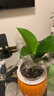 特價(jià)大葉金鉆綠公主盆栽植物除甲醛綠植辦公室四季常青室內擺放2 【1盆】金鉆+橙南瓜吸水盆 含盆高度15-20厘米 曬單實(shí)拍圖