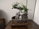 300天花期福建茶老樁盆栽造型好養室內辦公桌面植物中式禪意盆景 飄枝福建茶+基地原盆 曬單實(shí)拍圖