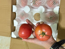 京鮮生沙瓤粉西紅柿 凈重3斤 單果100g+果菜兩吃 源頭直發(fā) 【搜生鮮館】 曬單實(shí)拍圖