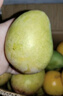 集南鮮 凱特芒果 四川攀枝花芒果當季大青皮黃皮大芒果新鮮水果整箱 含箱5斤  單果400g起  凈重4.5斤 曬單實(shí)拍圖