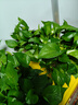 雙盟綠蘿盆栽除甲醛花卉綠植辦公室新房?jì)艋諝?120款10盆源頭直發(fā) 曬單實(shí)拍圖