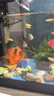 迷你鸚鵡魚(yú)小型胭脂淡水熱帶觀(guān)賞魚(yú)苗可愛(ài)寶藍白金種魚(yú)懶人 藍白隨機迷你鸚鵡4條+1條備損 曬單實(shí)拍圖