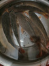 過(guò)江風(fēng)顆粒餌正品釣魚(yú)餌料強效誘魚(yú)直接掛鉤鮮丹顆粒超濃腥 三瓶【桿桿上大魚(yú)】 曬單實(shí)拍圖