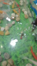 錦鯉魚(yú)活體觀(guān)賞魚(yú)活魚(yú)小型易養冷水淡水魚(yú)小魚(yú)苗錦鯉金魚(yú)好看錦鯉 6-8cm 六色錦鯉套餐6條 曬單實(shí)拍圖