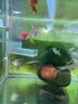 神仙魚(yú)燕魚(yú)小型熱帶魚(yú)活體秘魯熊貓神仙紅頭三色白神仙七彩神仙魚(yú) 2-3cm神仙魚(yú)隨機品種2條 曬單實(shí)拍圖