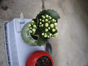 時(shí)鳥(niǎo)綠巴黎長(cháng)壽花帶花苞開(kāi)戶(hù)多肉植物懶人好養辦公內陽(yáng)臺綠植花卉盆栽 綠巴黎長(cháng)壽花 翡翠綠冰裂盆+白石+托盤(pán)+肥料 曬單實(shí)拍圖
