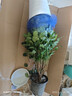 獨桿幸福樹(shù)叢生客廳室內好養花盆景綠植辦公室吸甲醛四季常青植物 精品叢生幸福樹(shù)高80-90厘米（螺紋盆） 帶盆栽好 曬單實(shí)拍圖