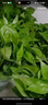 雙盟 綠蘿盆栽除甲醛花卉綠植辦公室新房?jì)艋諝?10款10盆裝源頭直發(fā) 曬單實(shí)拍圖