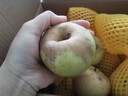 山東蘋(píng)果金帥青蘋(píng)果酸甜脆甜多汁新鮮應季水果孕婦兒童整箱果園 帶箱5斤（65-70mm） 曬單實(shí)拍圖