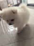 咯咪博美犬寵物狗狗活體幼崽博美幼犬純種俊介犬茶杯犬活體搏美犬 公 曬單實(shí)拍圖