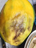 京覓四川攀枝花凱特芒新鮮芒果4.5斤裝單果400g+源頭直發(fā)包郵 曬單實(shí)拍圖