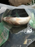鮮活沖浪河鱸魚(yú)400-500g/條 曬單實(shí)拍圖