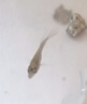 AIPHAROW泰國進(jìn)口羅漢苗熱帶觀(guān)賞魚(yú)活體鴻運泰金花紋紅德薩高爆頭率羅漢魚(yú) 進(jìn)口精選高起頭紅馬1條裝 曬單實(shí)拍圖