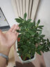 萌肉居金邊瑞香觀(guān)花植物盆栽好養庭院陽(yáng)臺植物/金邊瑞香原盆土源頭直發(fā) 曬單實(shí)拍圖