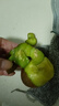 淳果一木 黃心獼猴桃 河南黃金奇異果金果獼猴桃 新鮮水果 生鮮 水果 12個單果50-77.9克+ 曬單實拍圖