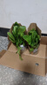 蔬菜苗窩筍苗小苗萵筍秧苗四季萵苣秧苗幼苗栽苗秋冬季菜苗萵筍苗 青葉萵筍苗子 20棵苗【帶土球發(fā)貨】 曬單實(shí)拍圖