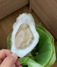 鮮海道【活鮮】鮮海道生蠔  乳山牡蠣 新鮮海蠣子生鮮貝類(lèi) 特大號4XL凈重4斤（8-11只）） 曬單實(shí)拍圖
