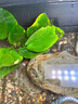 瘋狂水草（FKSC）浮萍活體水草一葉蓮水芙蓉植物養龜魚(yú)池造景直接入缸水上煙花 【小缸點(diǎn)綴】魚(yú)缸造景套餐 曬單實(shí)拍圖