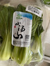 小湯山 北京 油菜 250g 基地直供新鮮蔬菜 曬單實(shí)拍圖