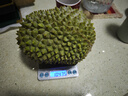 京鮮生馬來(lái)西亞D197貓山王榴蓮冷凍2-2.5斤保3房新鮮水果 曬單實(shí)拍圖