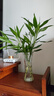 富貴竹水培植物客廳招財綠植室內盆栽觀(guān)音竹粗桿帶根轉運竹發(fā)財竹 【熱銷(xiāo)】富貴竹60-70cm【6棵+營(yíng)養液】 曬單實(shí)拍圖