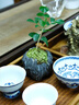 吊蘭小盆景桌面禪意盆栽茶桌小微盆景室內好養易活綠植仿石花盆 空谷幽蘭+九里香 曬單實(shí)拍圖