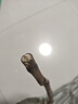 巨峰葡萄樹(shù)苖陽(yáng)光玫瑰葡萄樹(shù)苗無(wú)籽南方北方種植盆栽庭院爬藤果樹(shù) 優(yōu)質(zhì)脫毒【紅寶石1年苗】 30cm(含)-40cm(不含) 曬單實(shí)拍圖