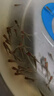 喂烏龜飼料魚(yú)小魚(yú)活體養殖活魚(yú)龍魚(yú)活食飼料淡水魚(yú)苗草魚(yú)苗鯽魚(yú)苗 【飼料魚(yú)2-3厘米60條】體驗裝 【好評退2】 曬單實(shí)拍圖