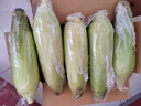 佳農寶菜山東新鮮水果玉米單根275g+鮮甜多汁4-7根凈重4.6斤源頭直發(fā) 曬單實(shí)拍圖