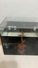 金晶超白生態(tài)魚(yú)缸 家用客廳一體缸桌面生態(tài)缸魚(yú)烏龜造景溪流缸 直角金晶超白魚(yú)缸【裸缸】 300-180-200mm【5mm】 曬單實(shí)拍圖