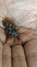 【活蟹】蓮花蟹農大閘蟹鮮活3.0-3.3兩10只全母螃蟹鮮活去繩足重現貨海鮮禮盒源頭直發(fā) 曬單實(shí)拍圖
