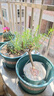 太陽(yáng)花老樁盆栽重瓣玫紅陽(yáng)臺庭院花卉四季開(kāi)花宿根耐寒植物室內外 5年老樁【帶盆】1盆精品-當年開(kāi)花 曬單實(shí)拍圖
