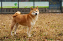 皇家狗糧 幼犬狗糧 幼犬奶糕 寵物中型犬MEJ32全價(jià)犬糧2-12月15KG 曬單實(shí)拍圖