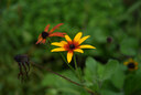 卡色（Kase）85mm F1.4 定焦鏡頭 大光圈 全畫(huà)幅 自動(dòng)對焦 人像 街拍 風(fēng)光 尼康索尼富士微單相機鏡頭 索尼E卡口（贈減光&黑柔二合一魔法鏡） 官方標配 曬單實(shí)拍圖