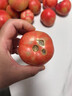 攀枝花粉瓤西紅柿生吃水果番茄新鮮蔬菜中果單果80g 粉瓤西紅柿 凈重 5斤 家庭款 曬單實(shí)拍圖