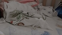 貝瑞加（Babyprints）新生兒連體衣2件裝初生男女寶寶蝴蝶衣長(cháng)袖純棉護肚哈衣 小兔52 曬單實(shí)拍圖