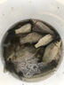民間藝人月白輕口鯽魚漂專用高靈敏加粗細(xì)尾醒目納米釣鯉魚漂野釣浮漂 A05+小棗核加粗尾 1號(hào)一支 曬單實(shí)拍圖