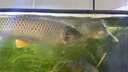 小鳳仙理想線(xiàn)組釣魚(yú)主線(xiàn)組進(jìn)口魚(yú)線(xiàn)套裝3卷成品尼龍主線(xiàn)7.2m3.0號 曬單實(shí)拍圖