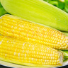 京鮮生云南水果玉米5斤 鮮甜玉米棒 甜脆多汁 新鮮蔬菜 源頭直發(fā)包郵 曬單實(shí)拍圖