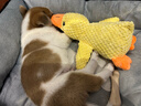 歡寵網(wǎng)寵物狗玩具狗狗自己玩解悶自嗨耐咬磨牙發(fā)聲小狗幼犬遛狗逗狗神器 曬單實(shí)拍圖