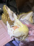 榴戀萊新鮮泰國進(jìn)口金枕榴蓮水果鮮榴蓮時(shí)令 巴掌新鮮榴蓮水果 精選凈重2.1-3.1斤(2-4房） 曬單實(shí)拍圖