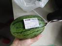 【一人食】牛奶小西瓜 1kg 曬單實(shí)拍圖