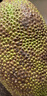 京鮮生 海南菠蘿蜜整個(gè) 13-17斤 凈重13斤生鮮水果 源頭直發(fā) 曬單實(shí)拍圖
