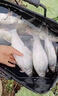 釣魚(yú)小藥強效誘魚(yú)添加劑釣王一號野釣黑坑鯉魚(yú)鯽魚(yú)羅非鰱鳙通殺餌 一瓶【釣王推薦】 曬單實(shí)拍圖