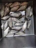 釣鳊魚(yú)專(zhuān)用餌料黑坑野釣主攻大鳊魚(yú)武昌魚(yú)窩料四季通殺濃腥誘食劑 1袋【餌料+誘食劑】 曬單實(shí)拍圖
