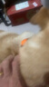 petlimit狗狗牽引繩脖圈項圈中大型犬頸圈脖套柔軟狗繩 桔色L套裝 曬單實(shí)拍圖